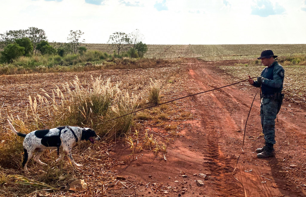 Cão farejador auxilia nas buscas; Foto: Polícia Militar